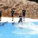14756037 PUERTO DE LA CRUZ TENERIFE JULY 4 Dolphin show in the Loro Parque which is now Tenerife s largest ma Stock Photo Дельфинарий в Шарм Эль Шейхе