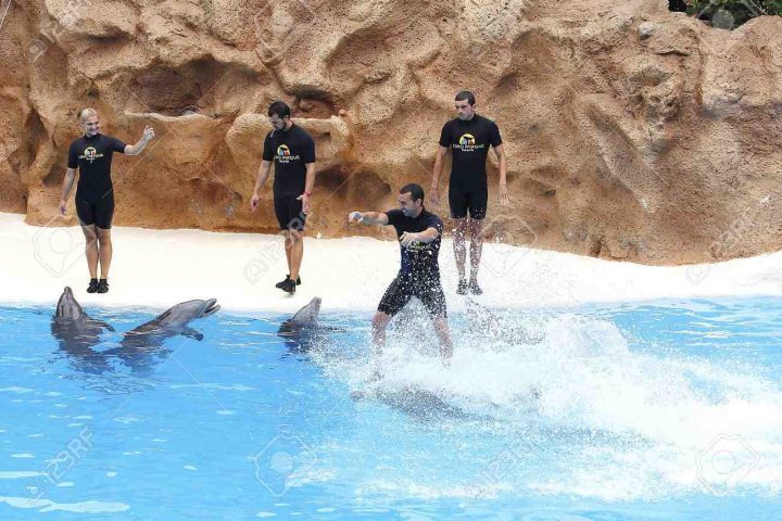 14756037 PUERTO DE LA CRUZ TENERIFE JULY 4 Dolphin show in the Loro Parque which is now Tenerife s largest ma Stock Photo Дельфинарий в Шарм Эль Шейхе