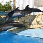 327665201 Dolphin show 2 Дельфинарий в Шарм Эль Шейхе