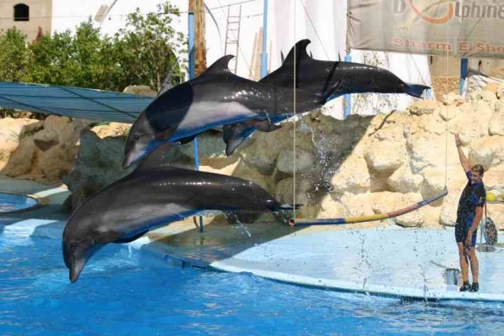 327665201 Dolphin show 2 Дельфинарий в Шарм Эль Шейхе