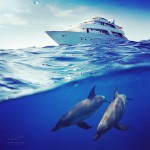 дельфины прогулка на яхте