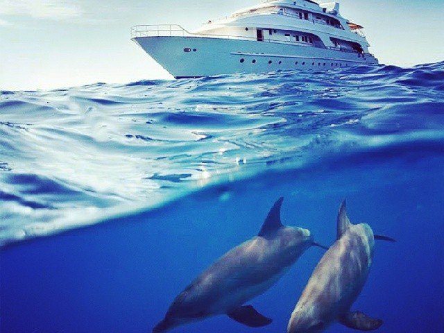 дельфины прогулка на яхте