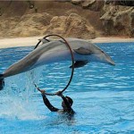 alanya dolphin show Дельфинарий в Шарм Эль Шейхе
