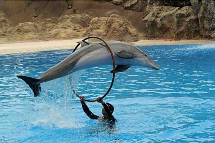 alanya dolphin show Дельфинарий в Шарм Эль Шейхе