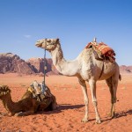 camel 1120371 1280 Цветной Каньон и Голубая Лагуна из Шарм эль Шейха