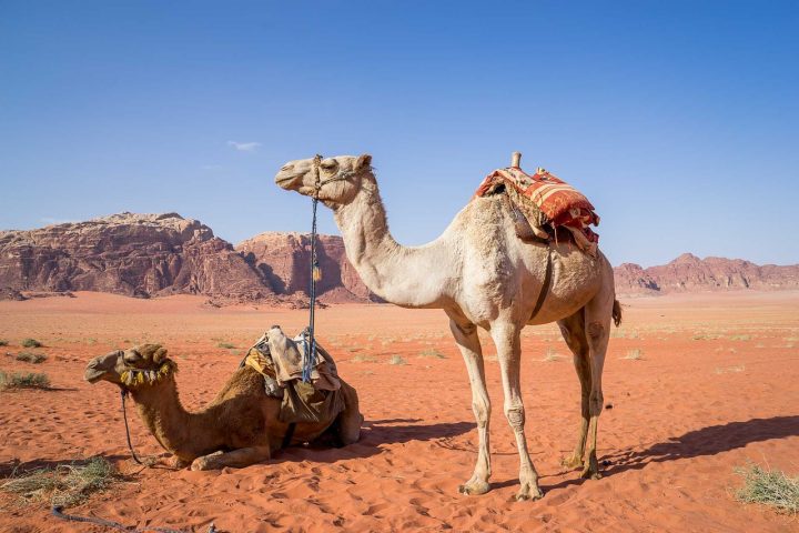 camel 1120371 1280 Цветной Каньон и Голубая Лагуна из Шарм эль Шейха