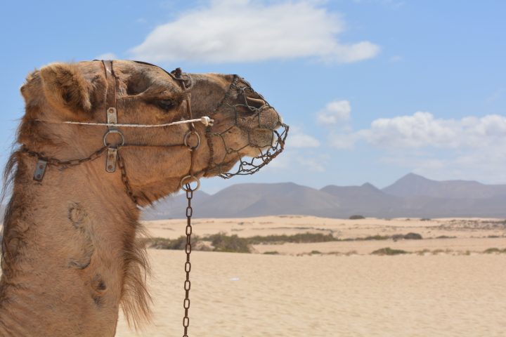 camel 911309 Цветной Каньон и Голубая Лагуна из Шарм эль Шейха