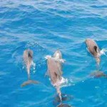 дельфины красного моря