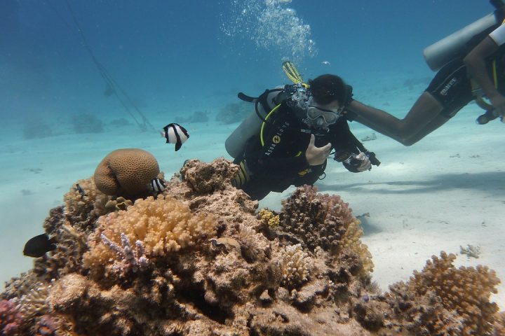 diving 285539 1280 Интро дайвинг на острове Тиран из Шарм эль Шейха