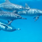 dolphin 806359 1280 Дельфинарий в Шарм Эль Шейхе