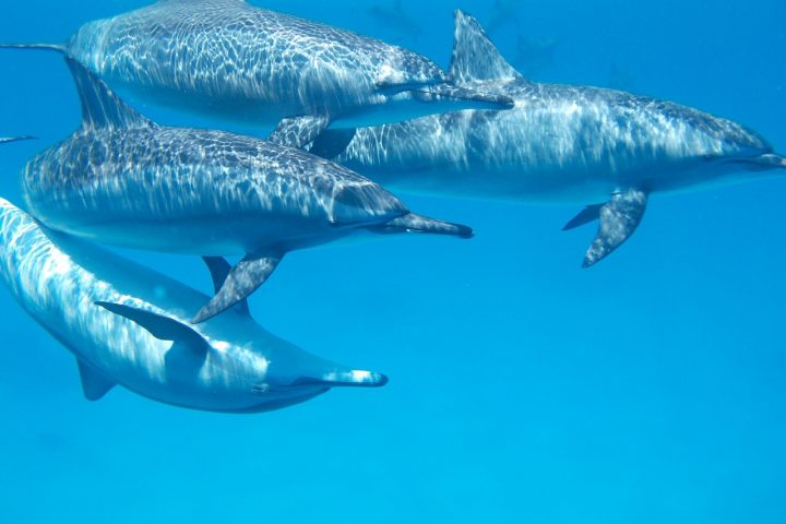 dolphin 806359 1280 Дельфинарий в Шарм Эль Шейхе