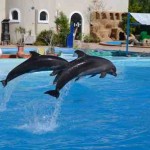 dolphin show Дельфинарий в Шарм Эль Шейхе