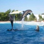dolphina park Дельфинарий в Шарм Эль Шейхе