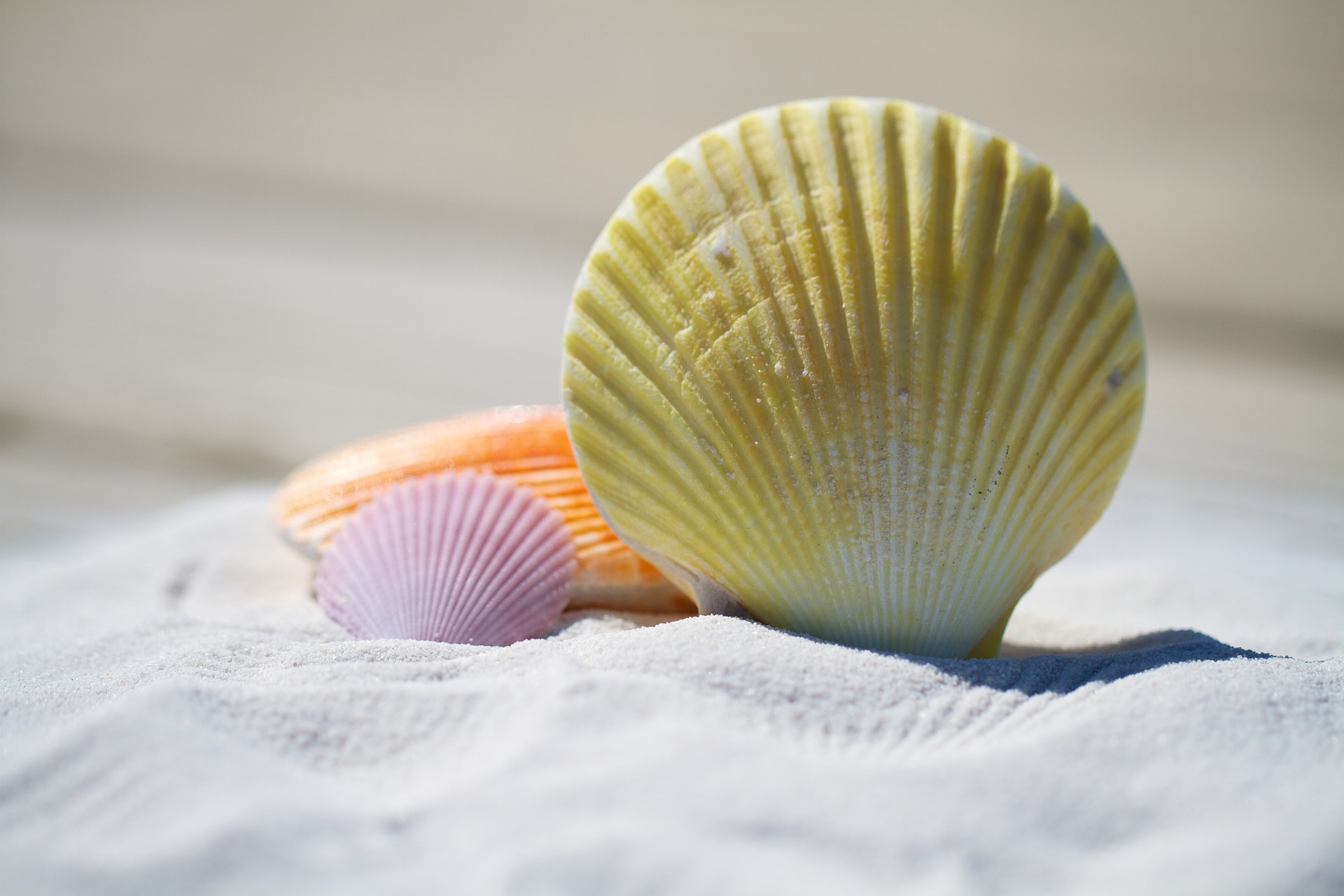 shells-792912_1920