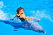 swimming with dolphins scaled 1 Плавание с дельфинами Шарм Эль Шейх